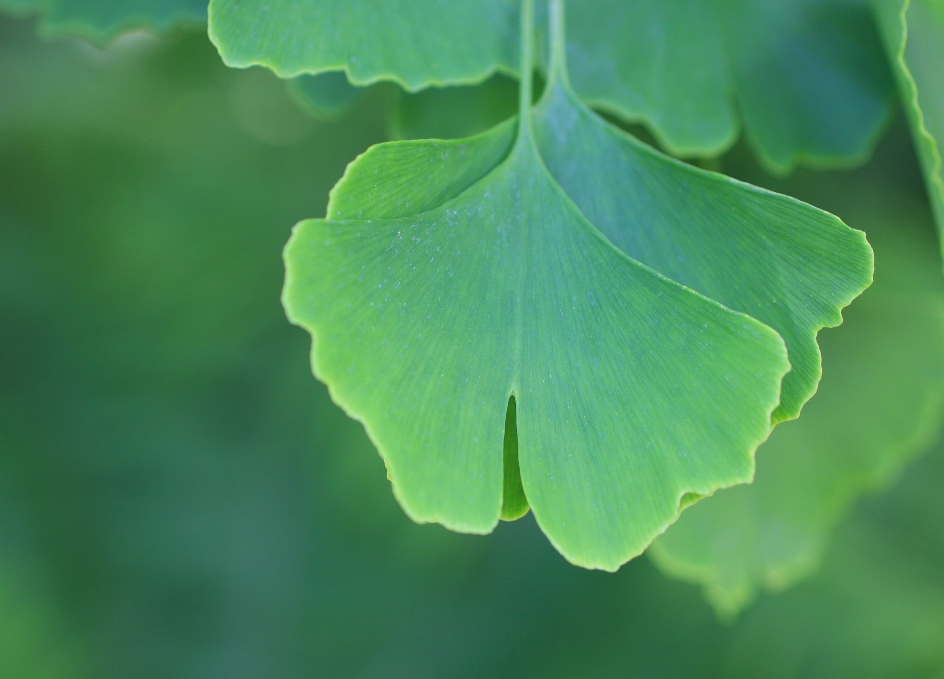 gingko-biloba-2691061_1920.jpg